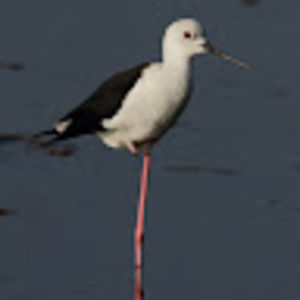 Meet your Posher, Ishira